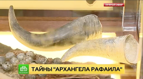Рог в музейной экспозиции. Извлечённый предмет сохраняет самостоятельную историю атрибуции; ЦПИ РГО.